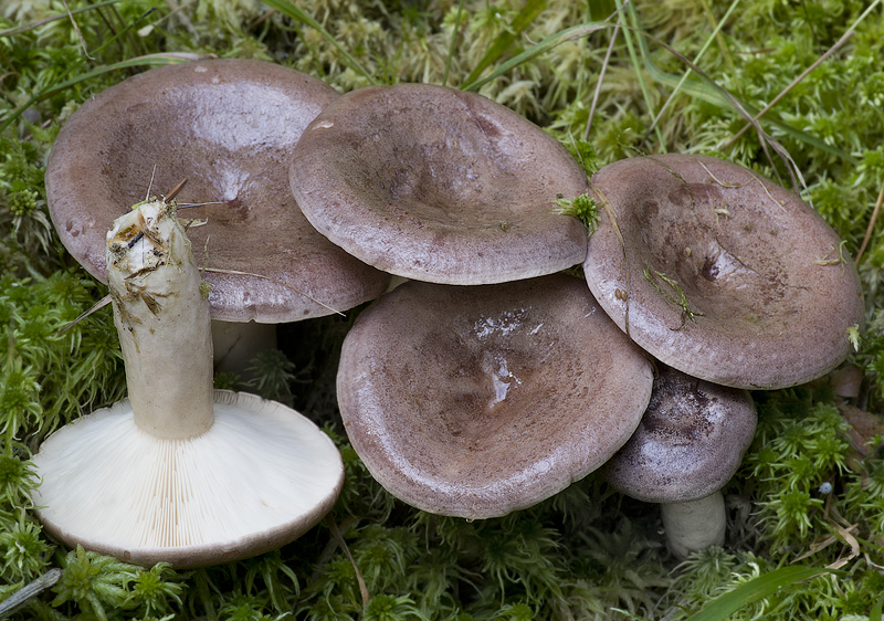 Lactarius trivialis